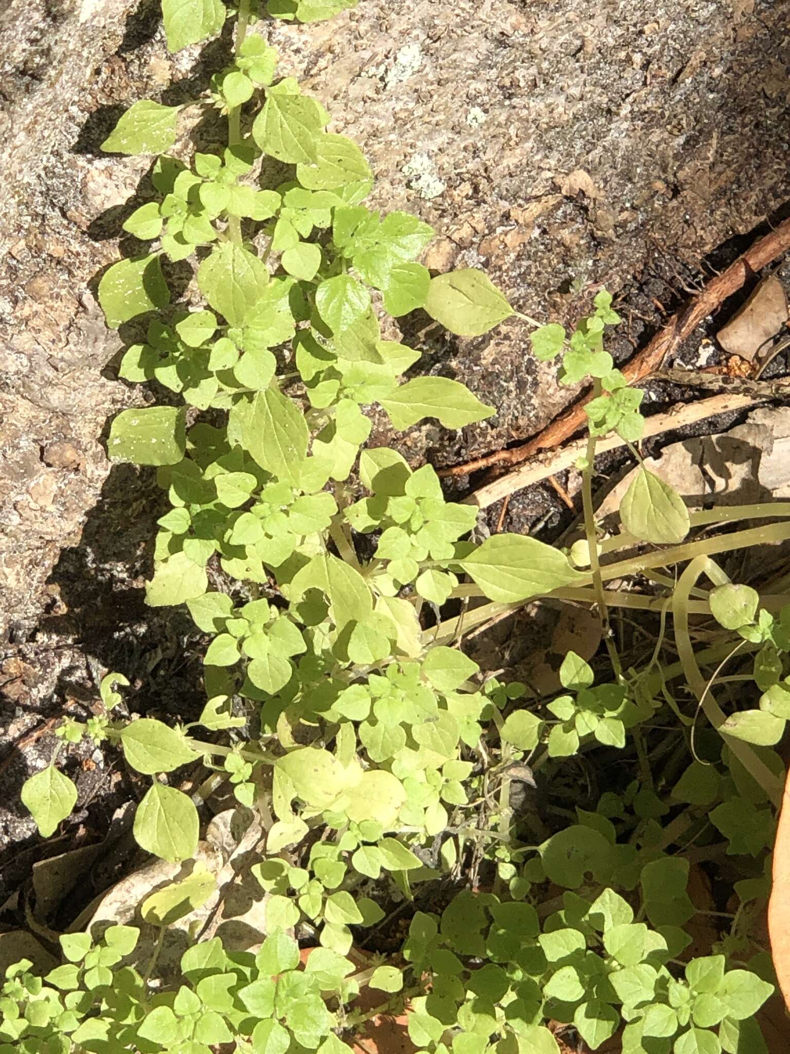 Image of Florida pellitory