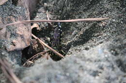 Image of Stictia maculata (Fabricius 1804)