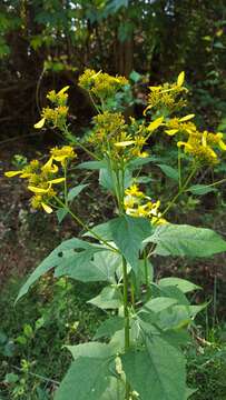 Image of yellow crownbeard