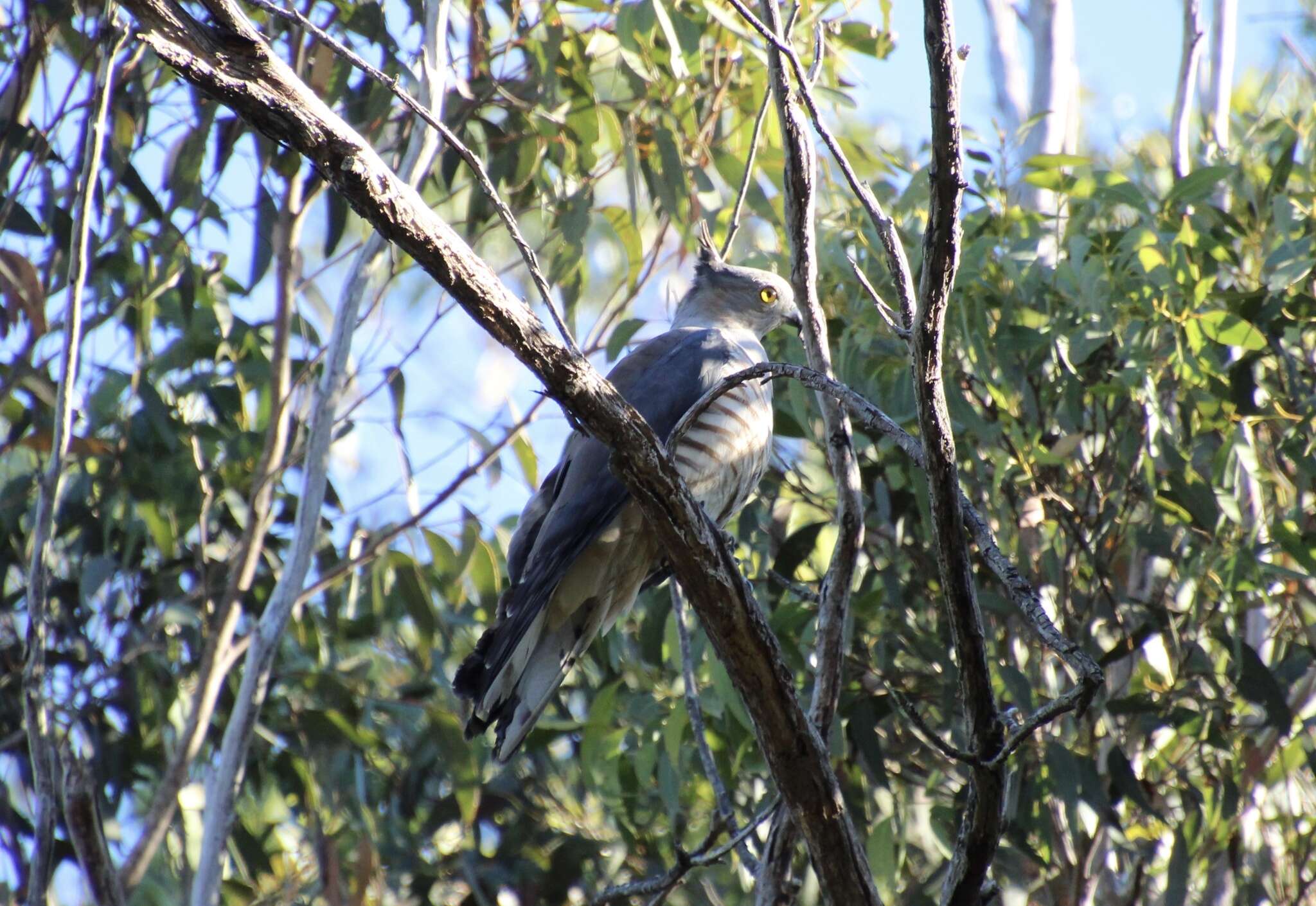 Image of Pacific Baza