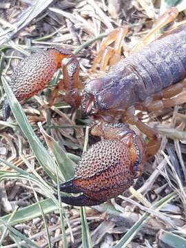 Image of Scorpio maurus Linnaeus 1758