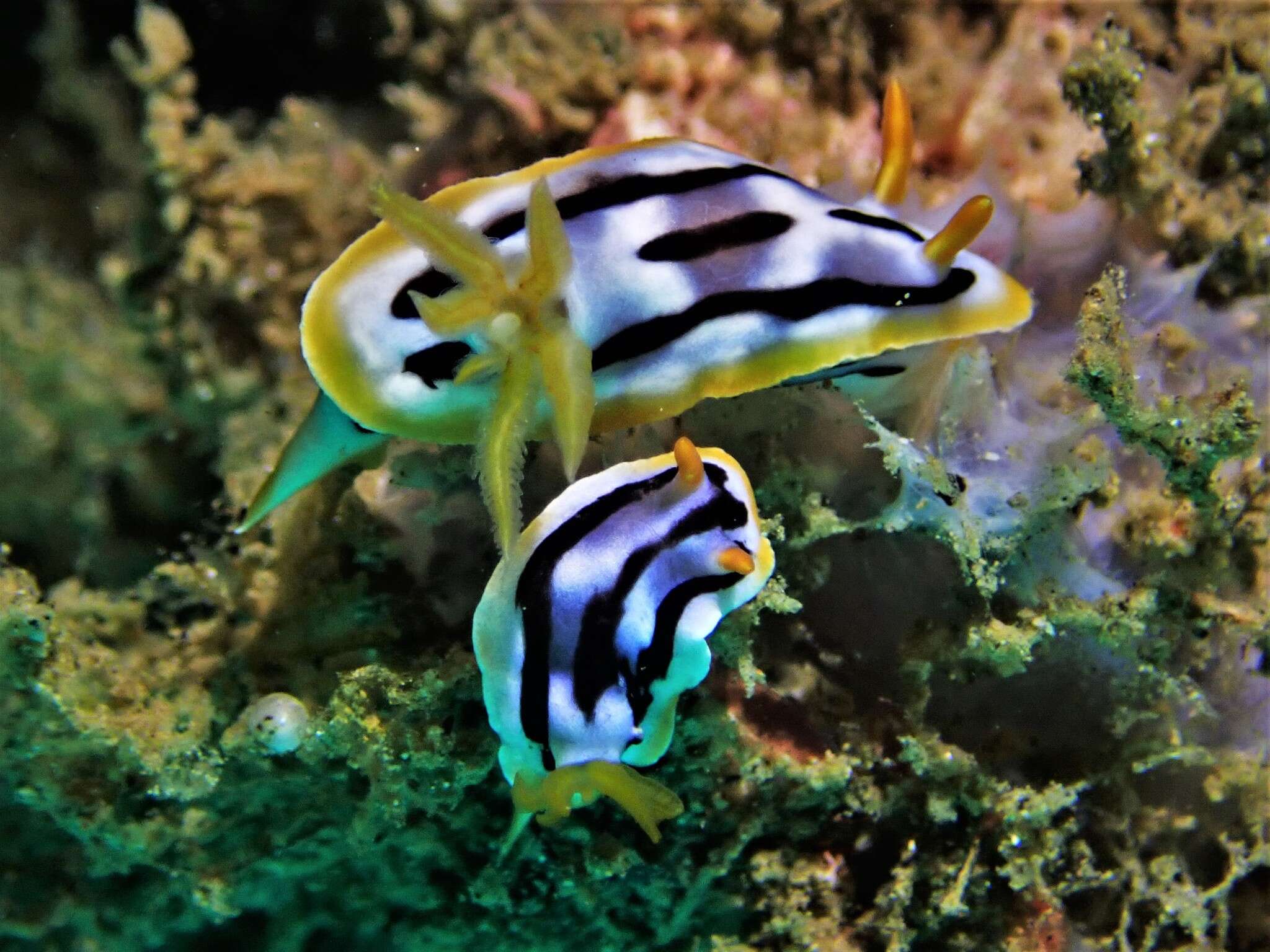 Image of Chromodoris strigata Rudman 1982