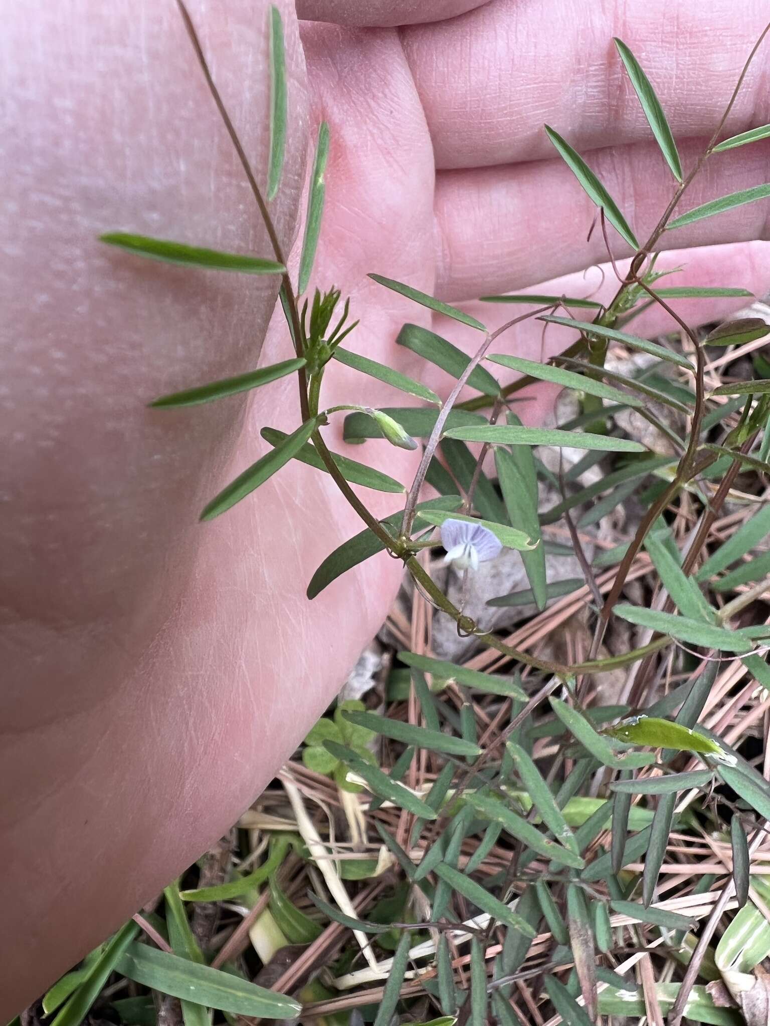 Sivun Vicia minutiflora D. Dietr. kuva