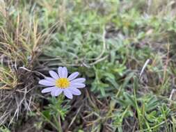 Heteropappus ciliosus (Turcz.) Y. Ling resmi