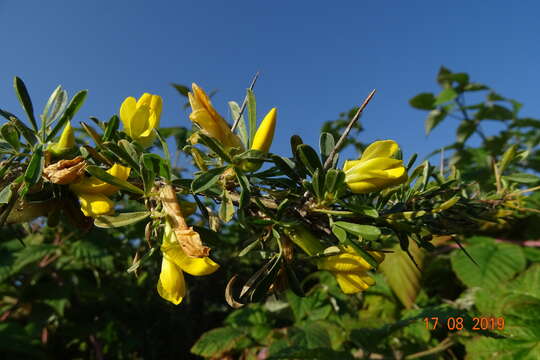 Image of Caragana spinosa (L.) DC.