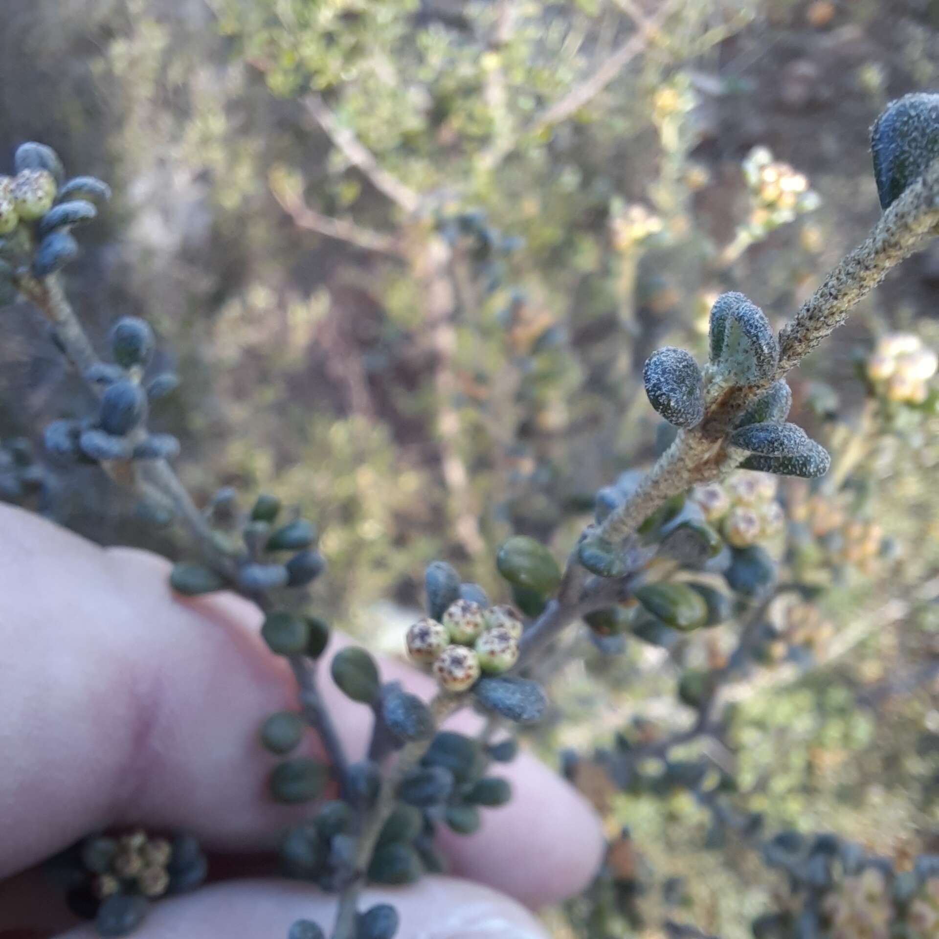 Image of Phebalium squamulosum subsp. ozothamnoides (F. Müll.) Paul G. Wilson