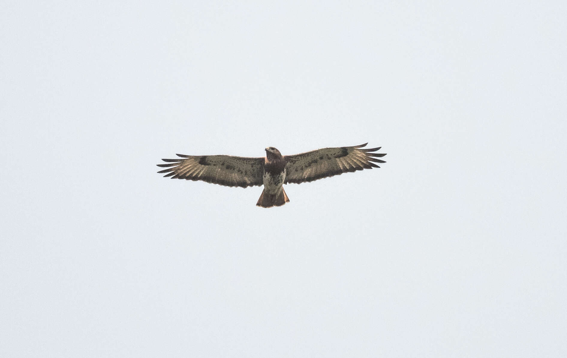 Image of African Red-tailed Buzzard