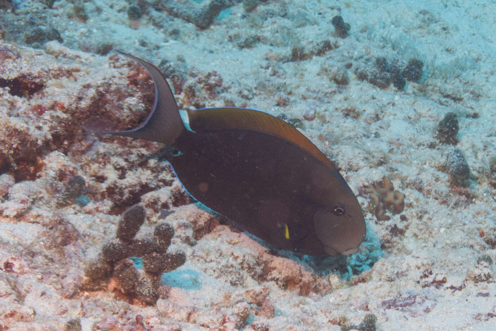 Image of Black-barred Surgeonfish