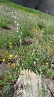 Image de Linaria chalepensis (L.) Mill.