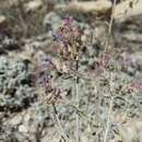 Imagem de Nepeta cyanea subsp. biebersteiniana (Trautv.) A. L. Budantsev