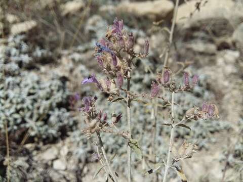 Imagem de Nepeta cyanea Steven