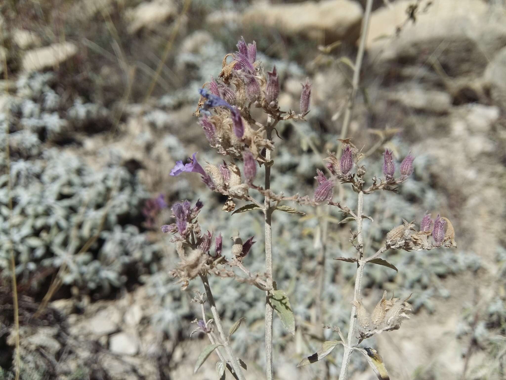 Image of Nepeta cyanea subsp. biebersteiniana (Trautv.) A. L. Budantsev