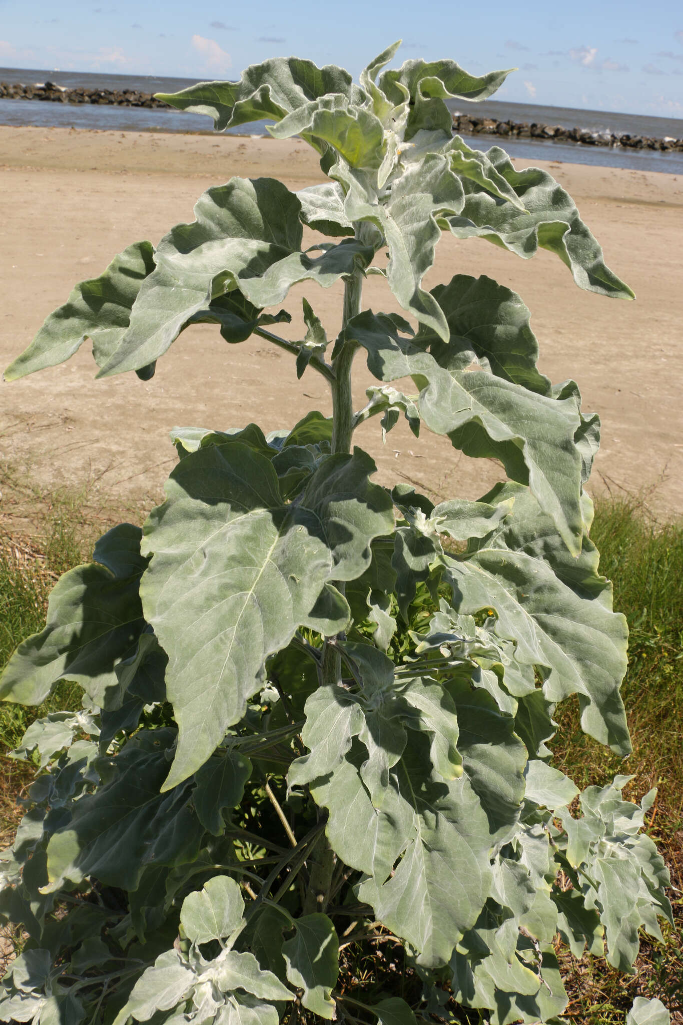 Слика од Helianthus argophyllus Torr. & A. Gray