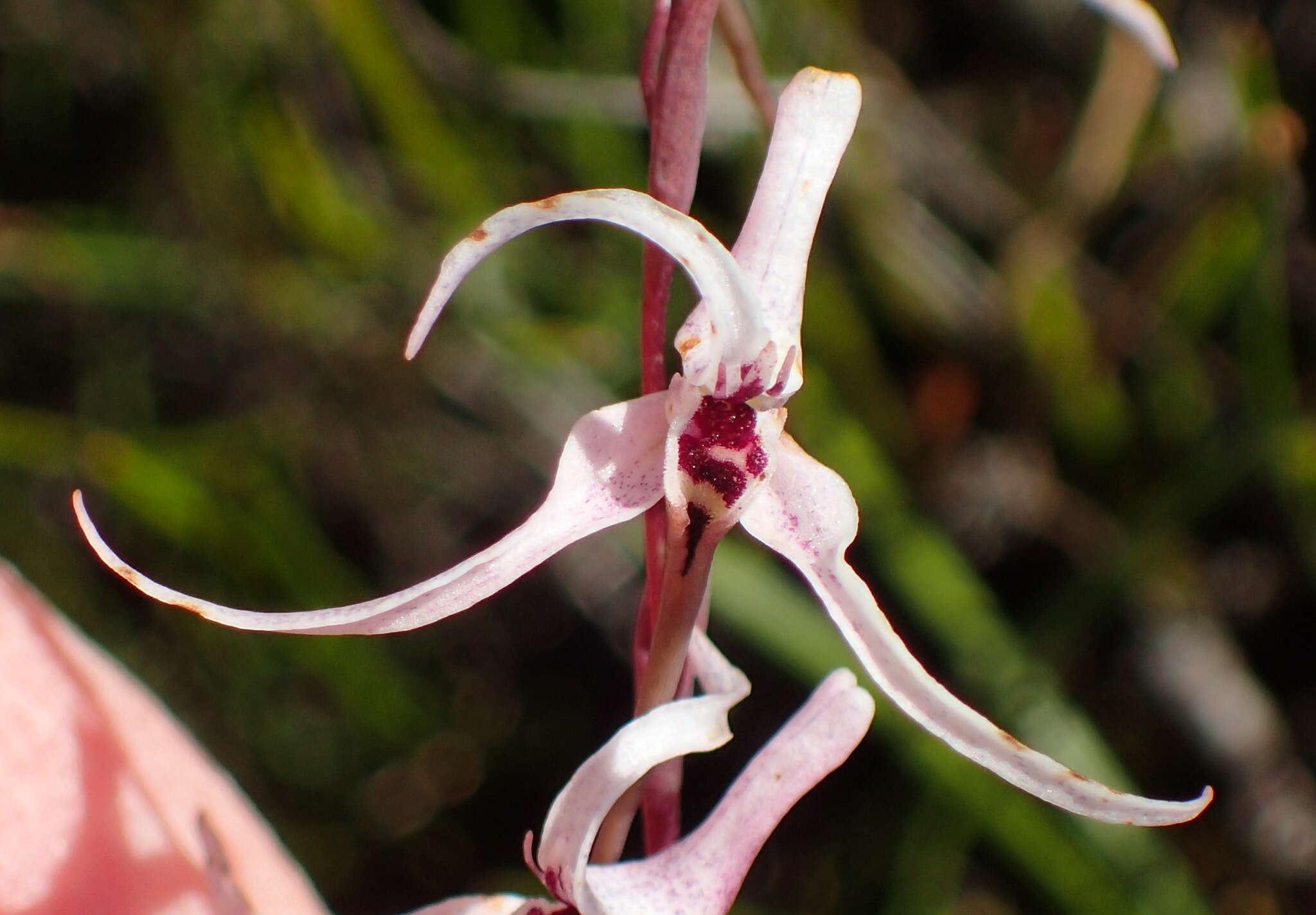 Image de Disa biflora (L.) Druce