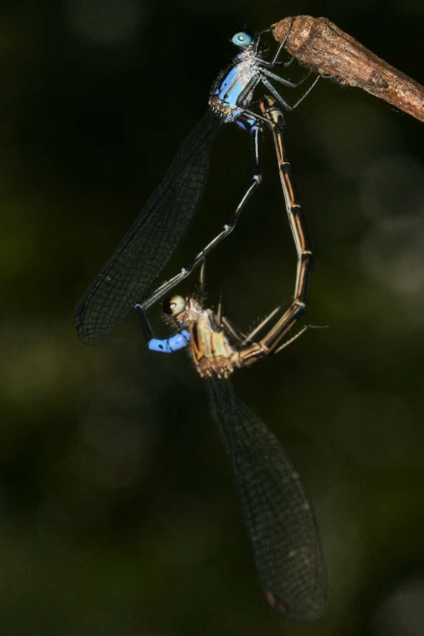 Image of Argia ulmeca Calvert 1902