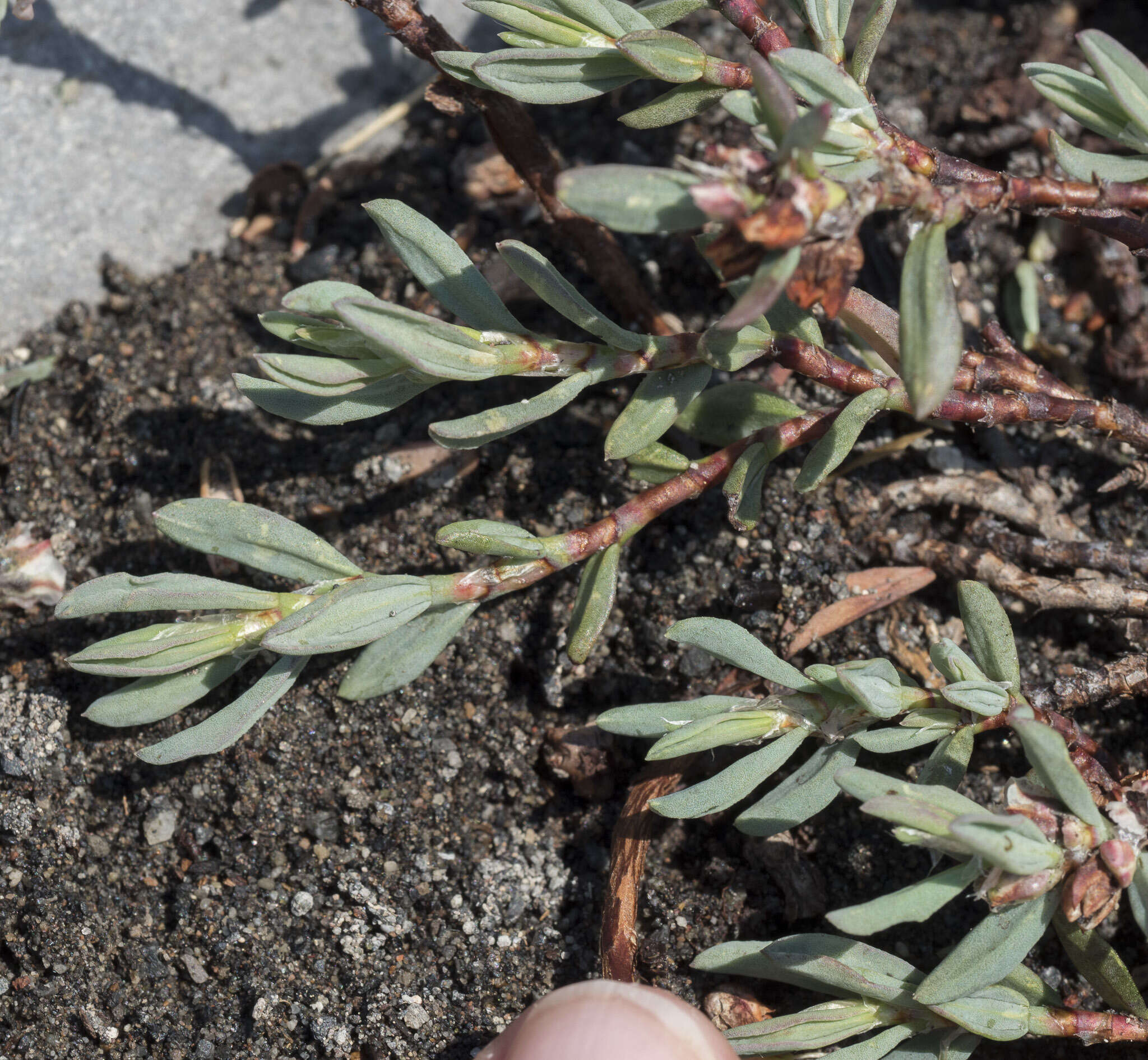 Plancia ëd Polygonum shastense Brewer ex A. Gray