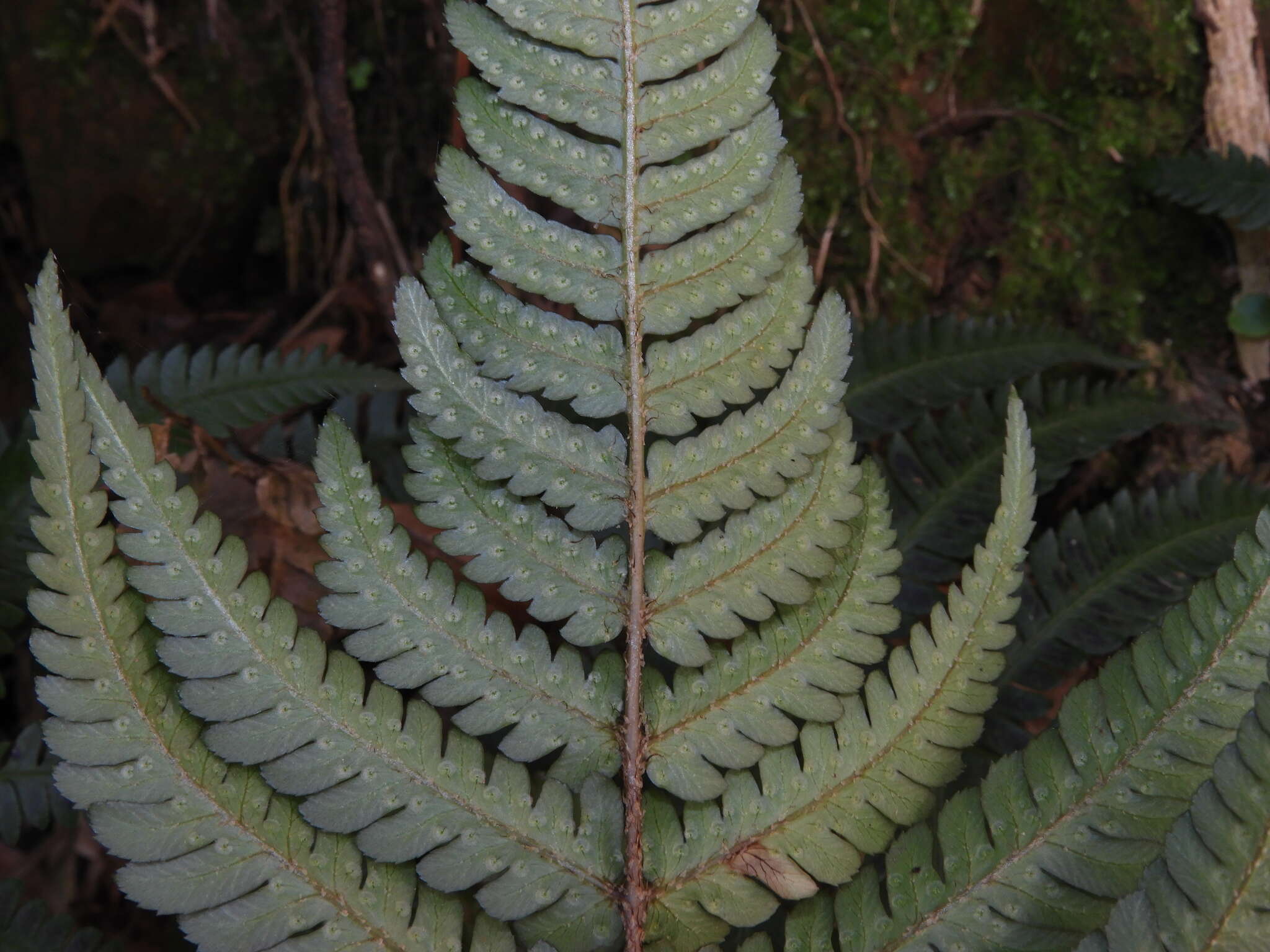 Imagem de Dryopteris varia (L.) O. Kuntze