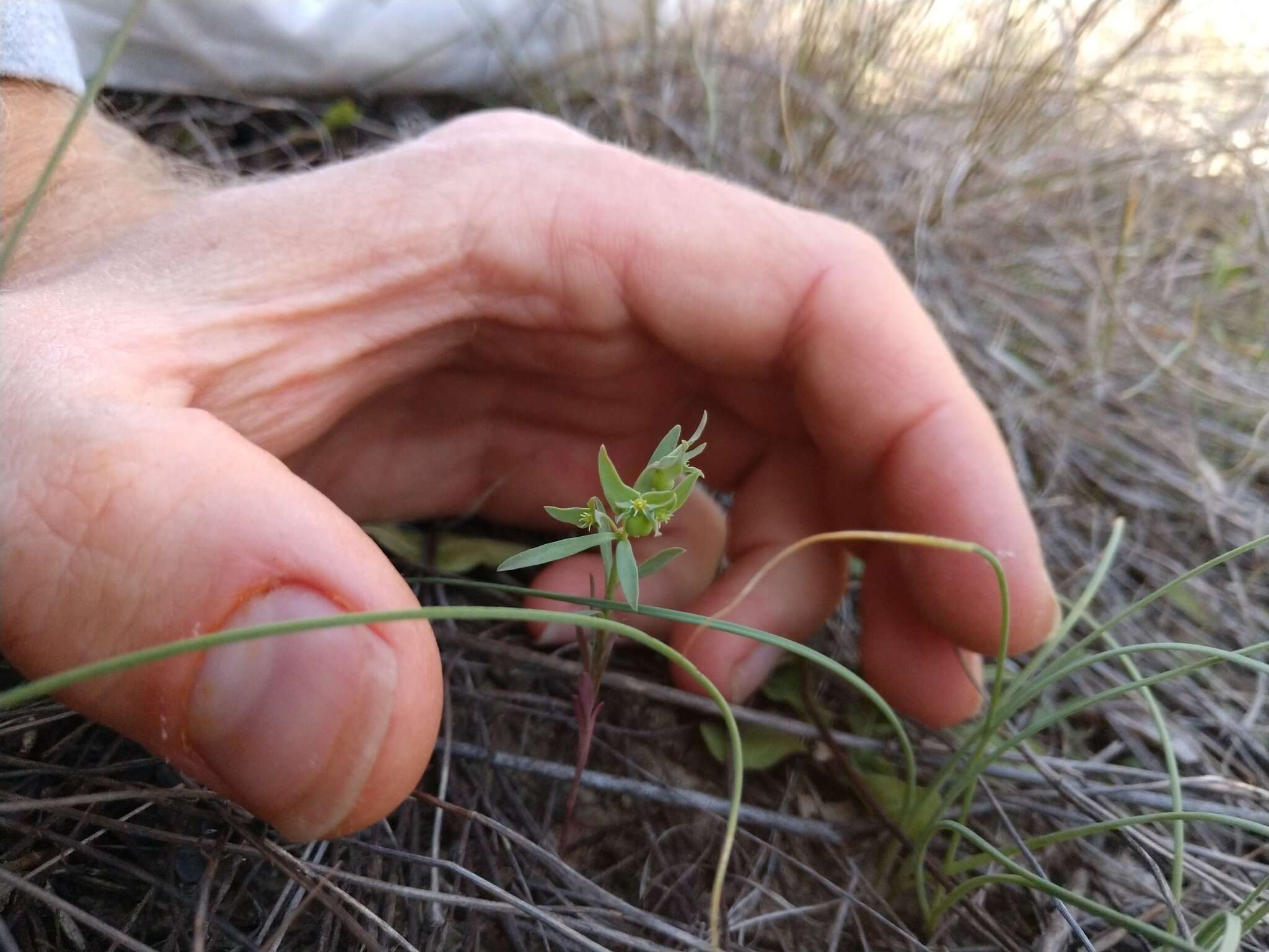 Слика од Euphorbia peplidion Engelm.