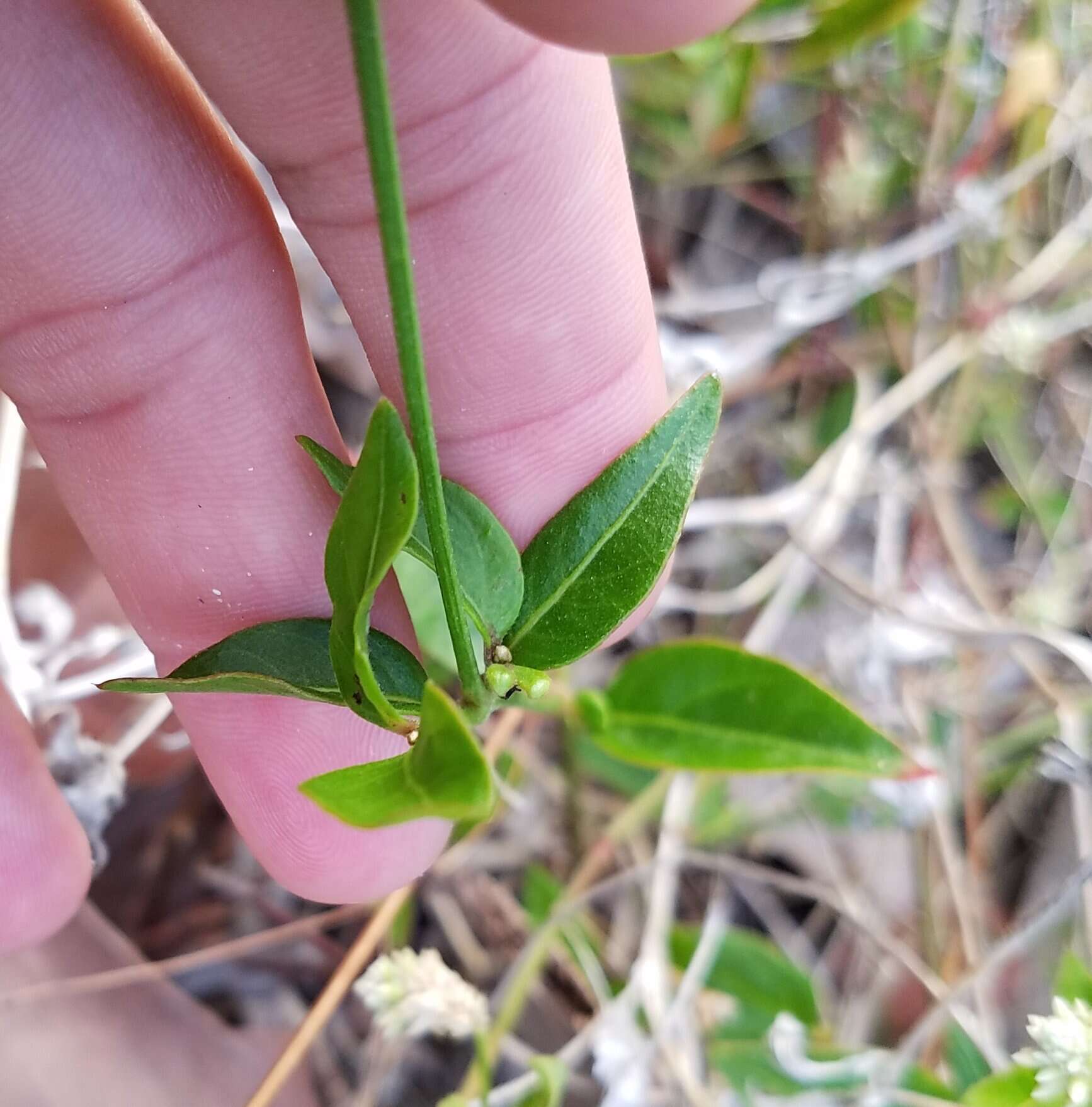 Sivun Alternanthera flavescens (Mart.) Kunth kuva