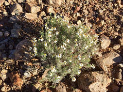 Image of desert zinnia