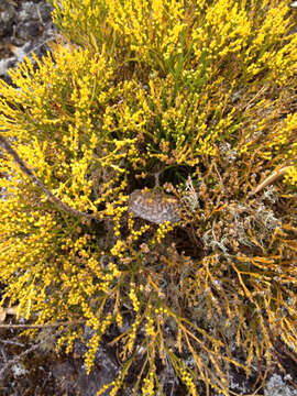 Image of whisk fern