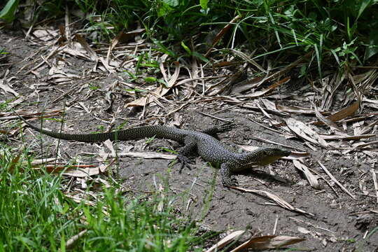 Image of Mangrove Goanna