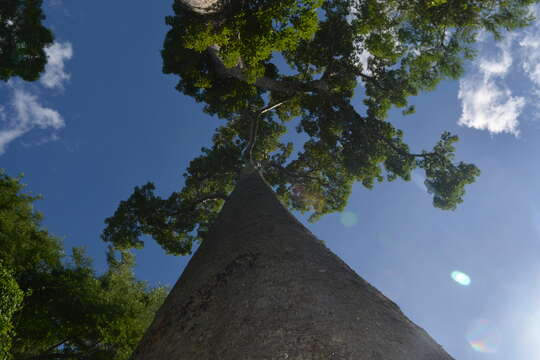 Image of Baobab