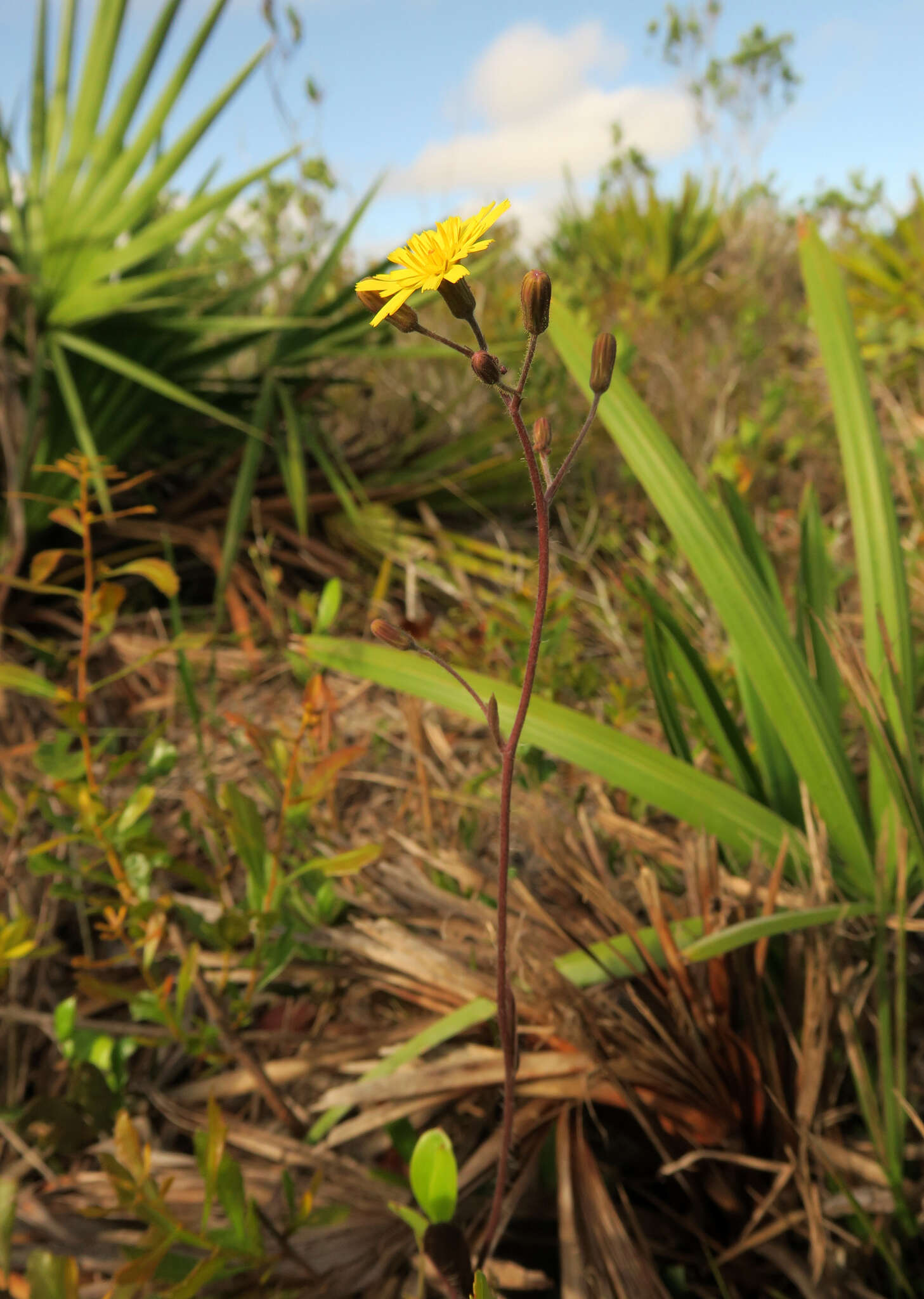 Image of Hieracium megacephalum Nash