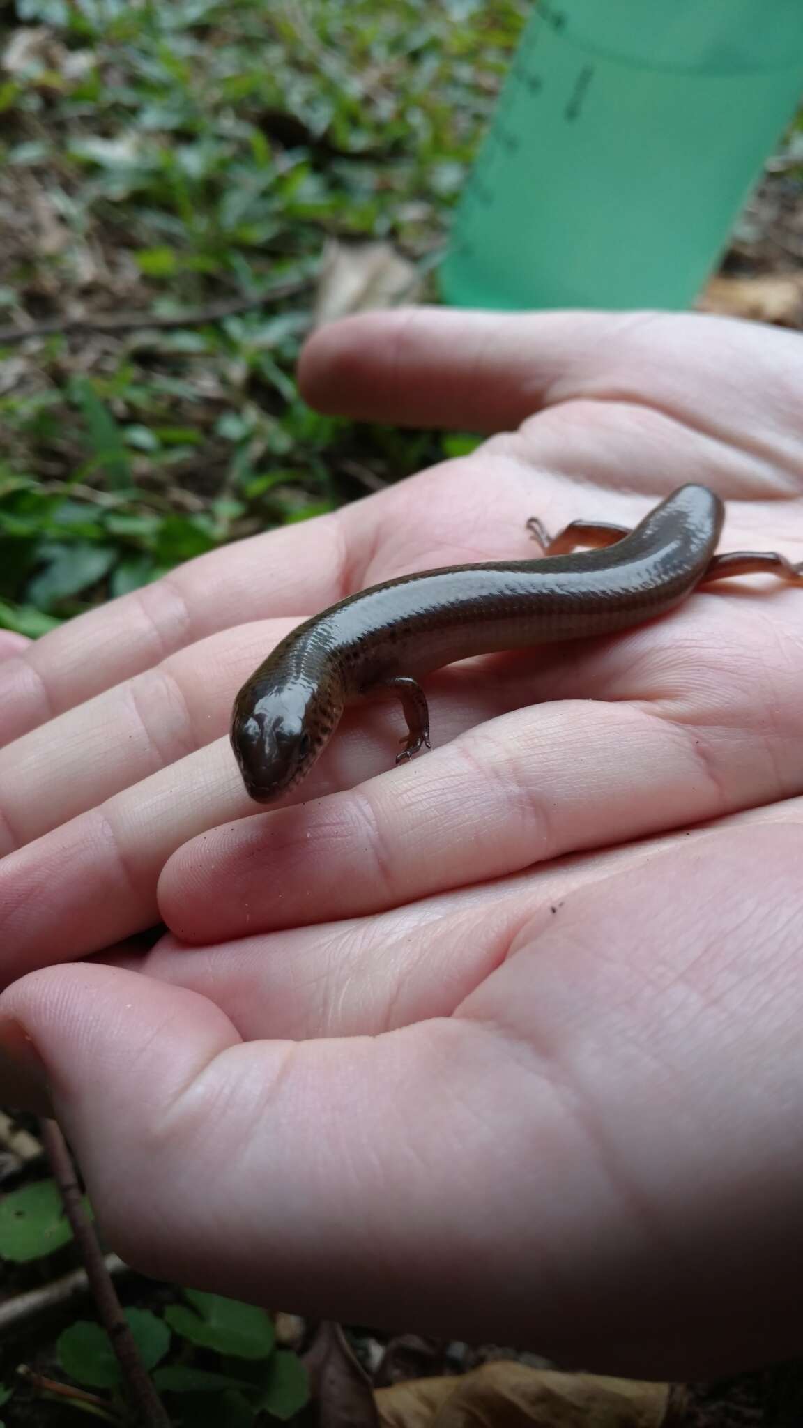 Imagem de Glaphyromorphus nigricaudis (Macleay 1877)