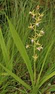 Image of Eulophia plantaginea (Thouars) Rolfe ex Hochr.