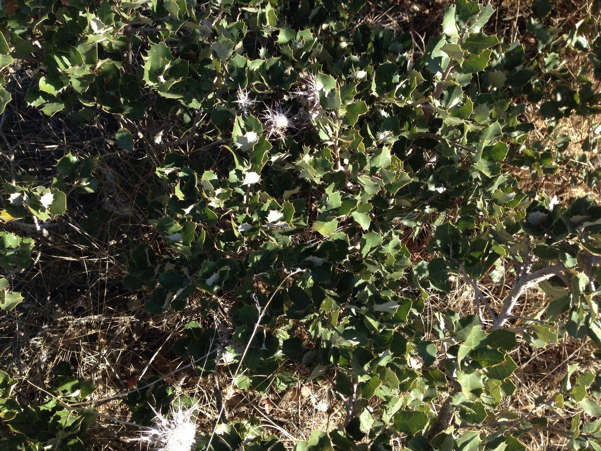 Image of Evergreen Oak