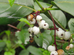 Image of Chiococca nitida Benth.