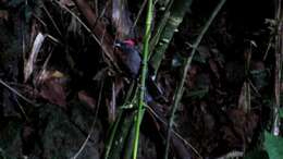 Image of Sooty Ant Tanager