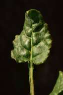 Imagem de Eriogonum nudum var. decurrens (S. Stokes) M. L. Bowerman