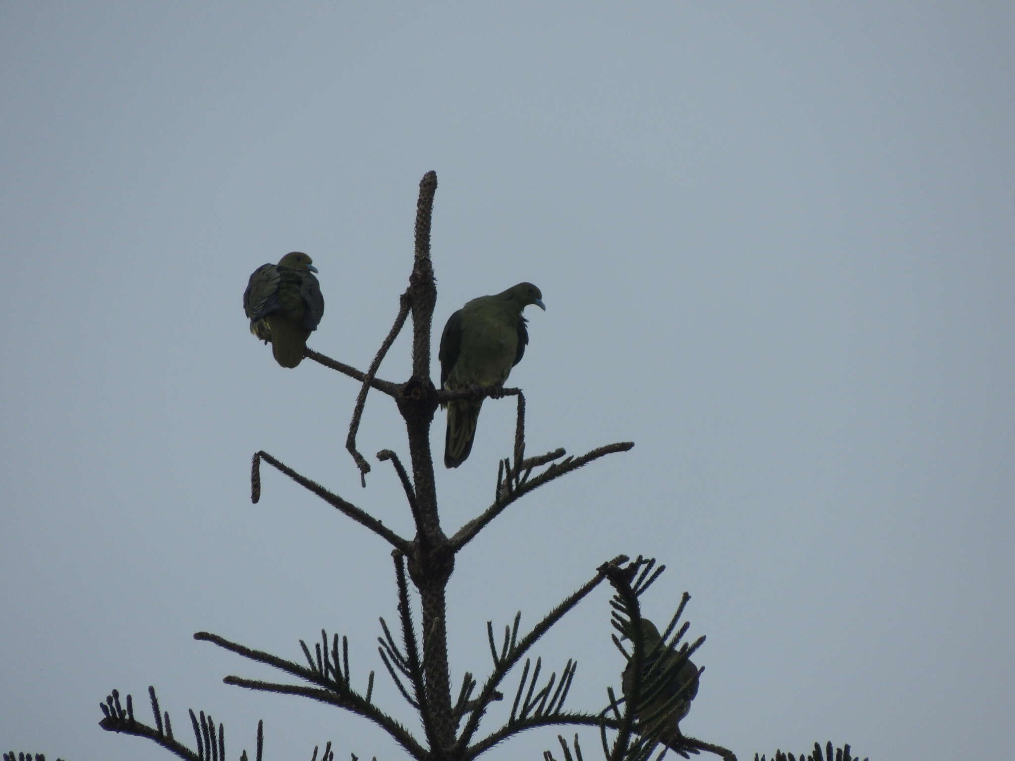 Image of Taiwan Green-pigeon