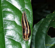 Image of Haemadipsa ornata Moore 1927