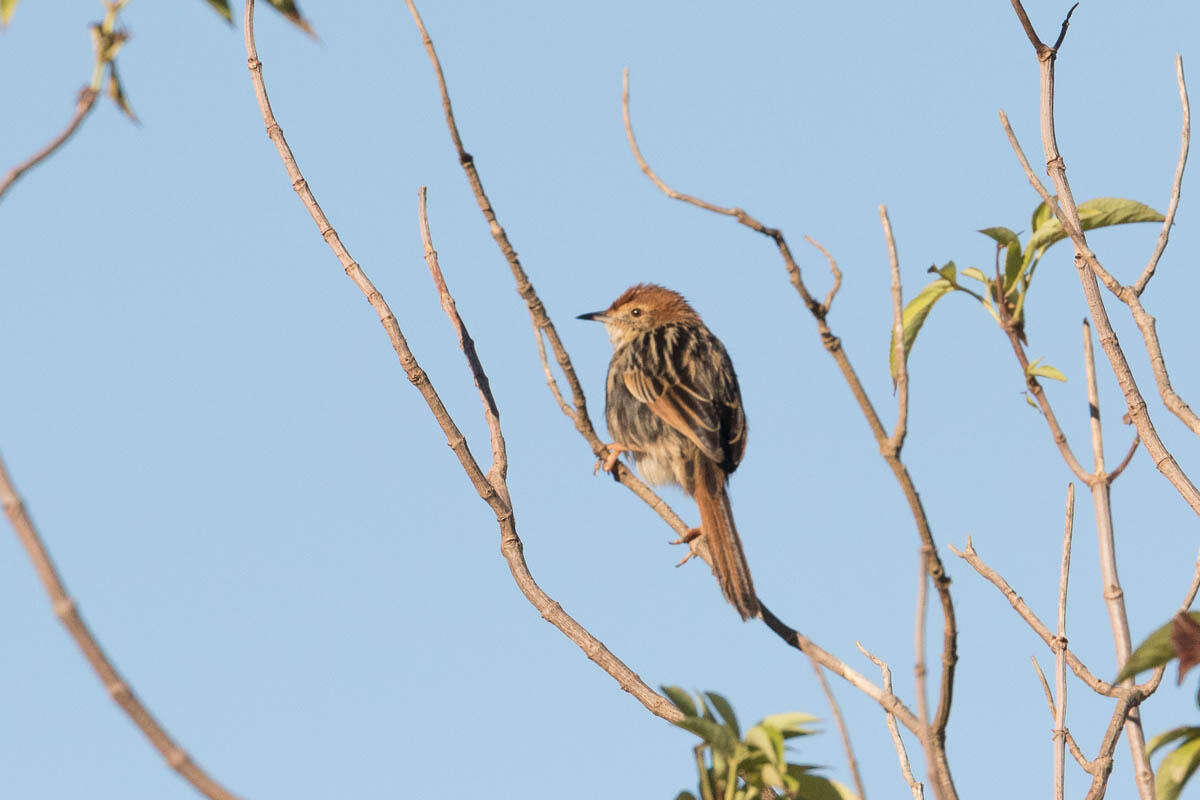 Image of Lesser Black-backed Cisticola