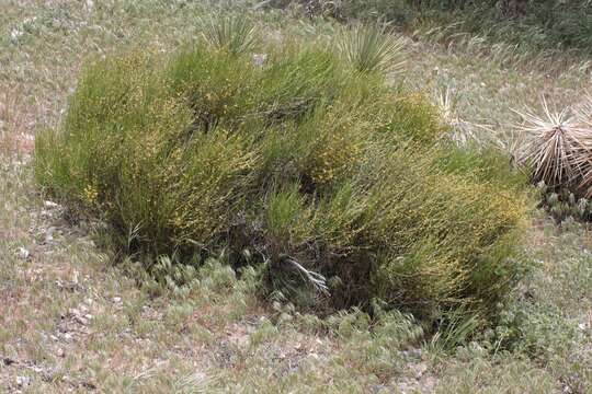 Image of Green Ephedra