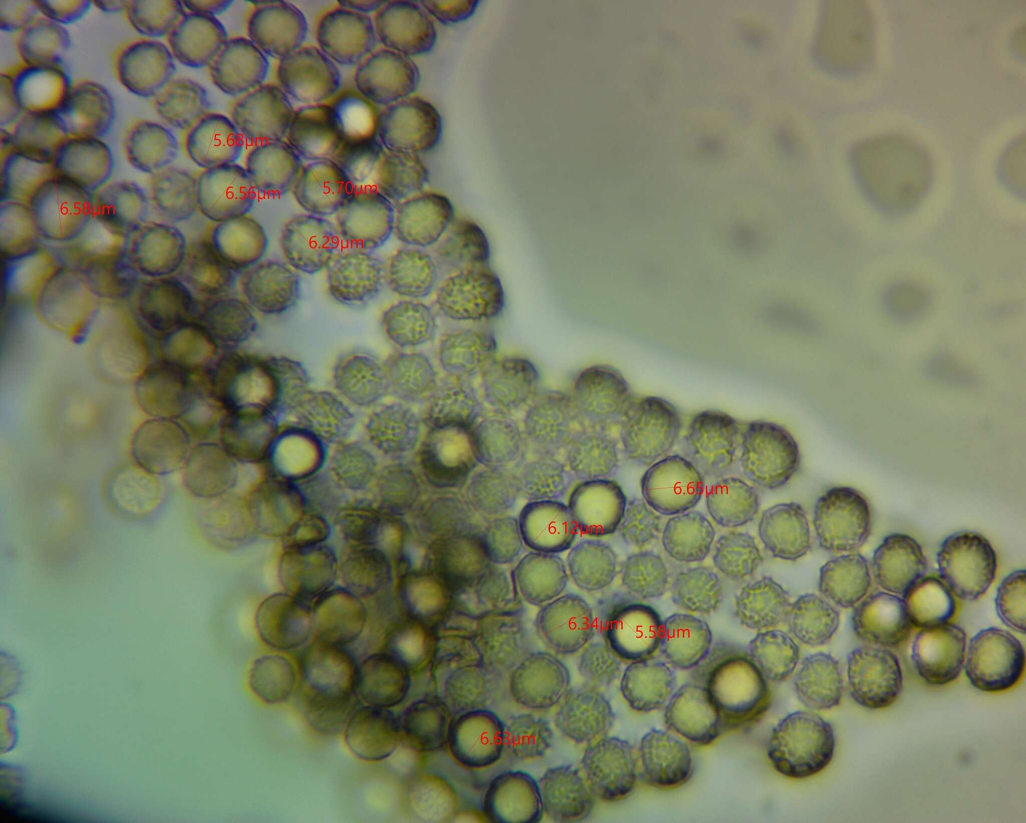 Image de Stemonitopsis amoena