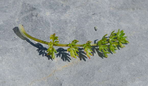 Image of Gingidia decipiens (Hook. fil.) J. W. Dawson