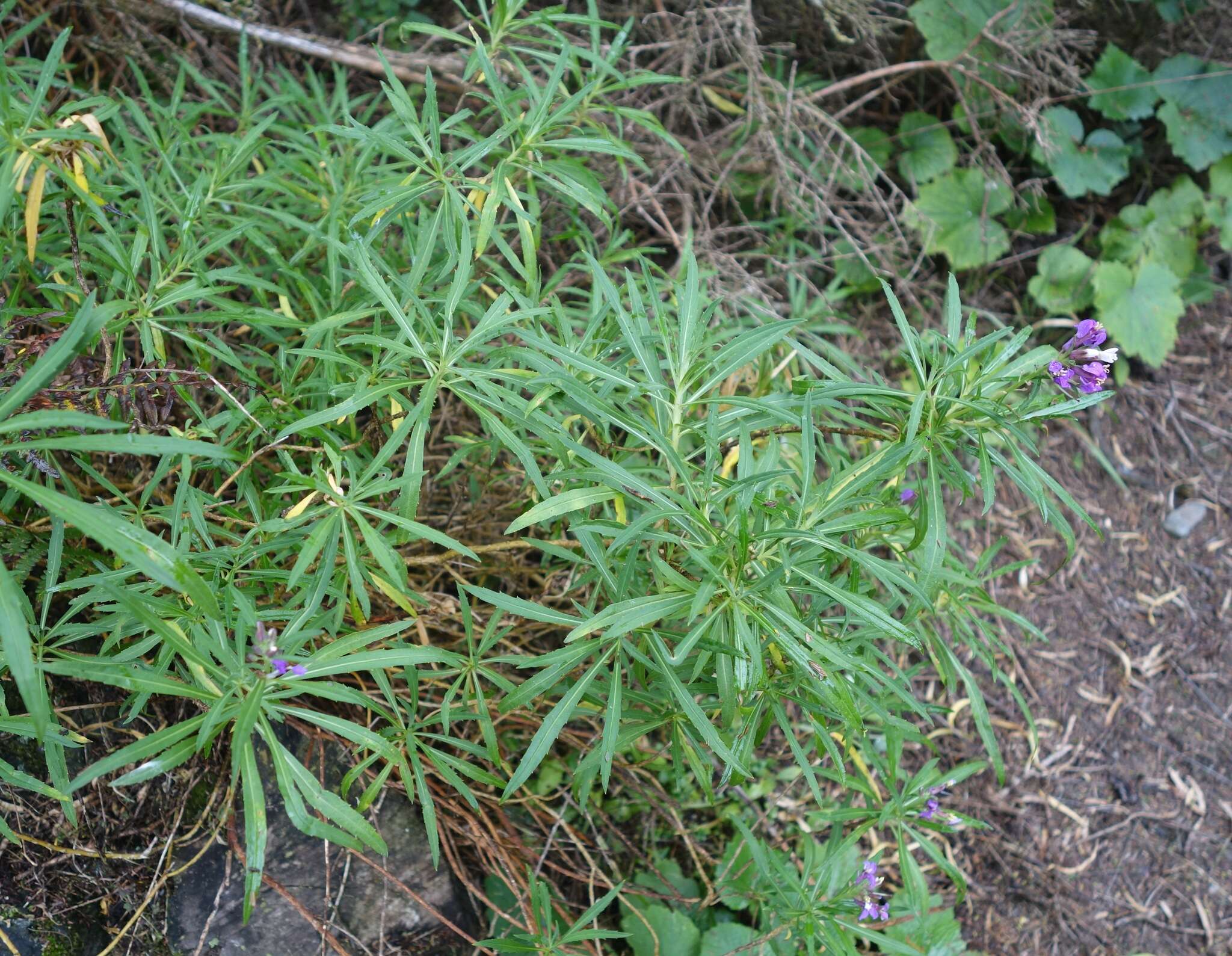 Image of Bowles perennial wallflower
