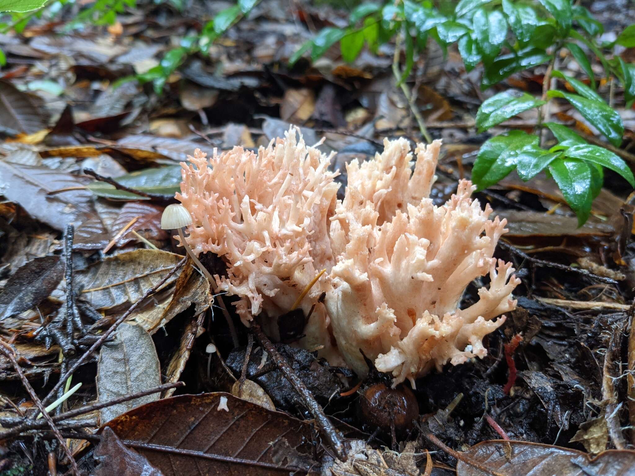 Image of Cauliflower coral