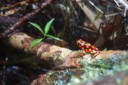 Image of Oophaga solanensis Posso-Terranova & Andrés 2018