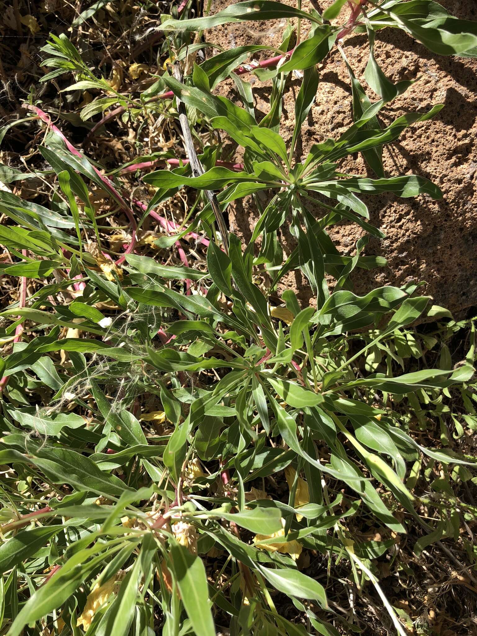 Oenothera howardii (A. Nels.) W. L. Wagner resmi