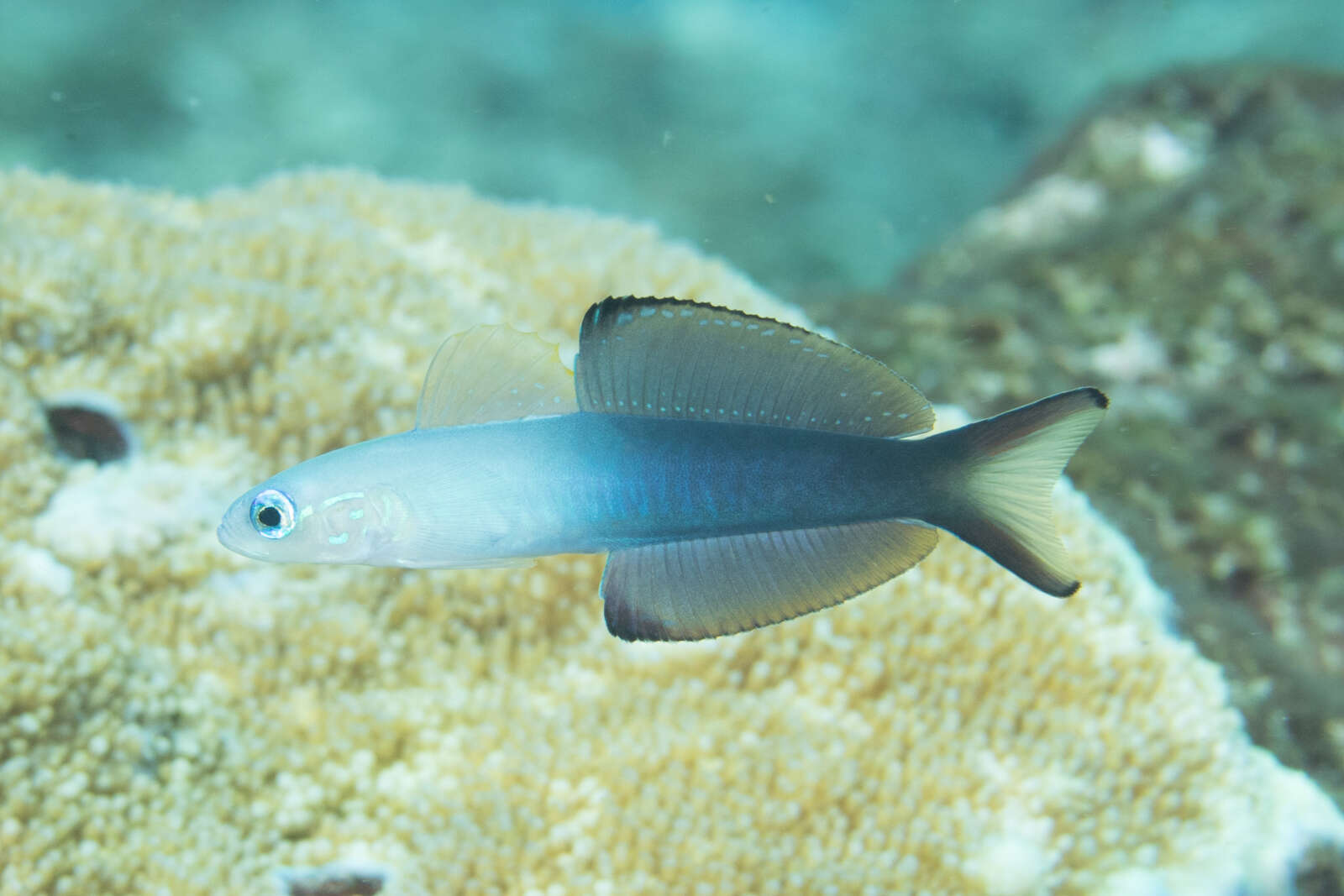 Image of Arrow dart-goby