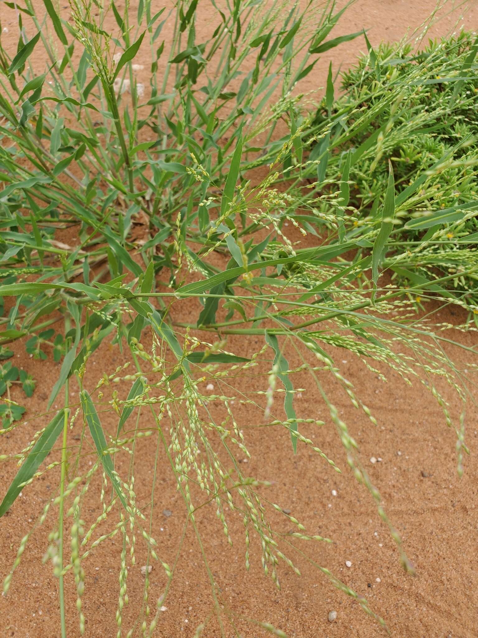 Image of Mexican panicgrass