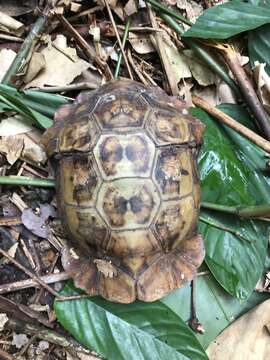 Image of Common Tortoise