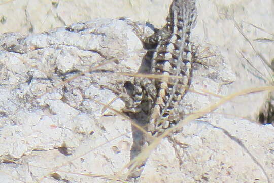 Image of Sceloporus jalapae Günther 1890