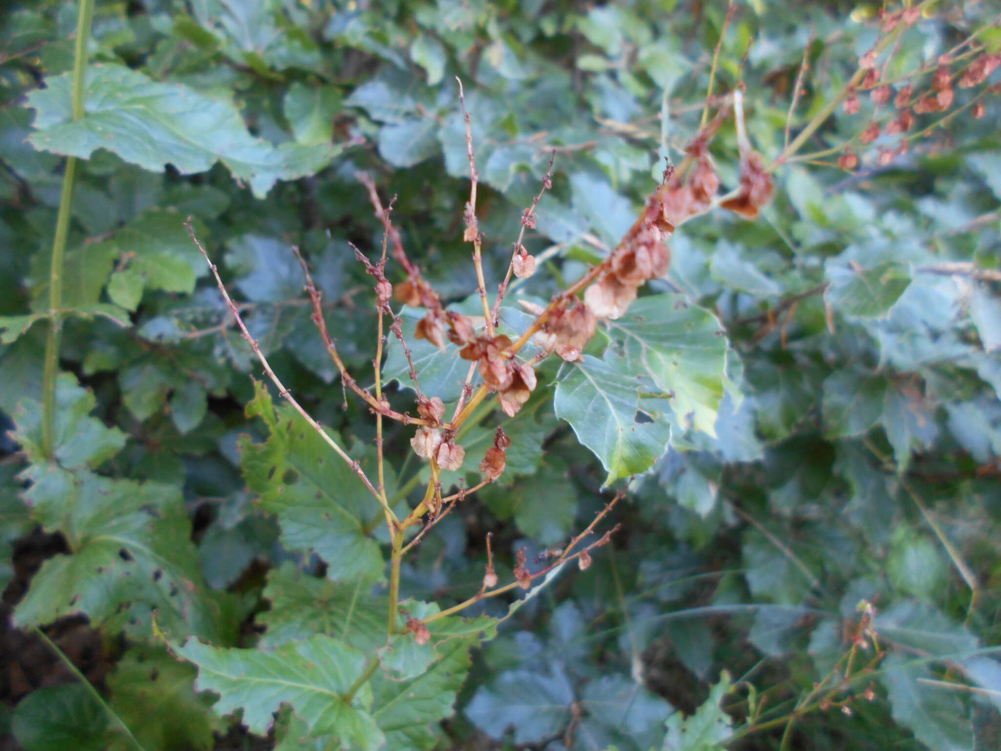 Image of Rumex arifolius All.