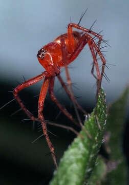 Image of Oxyopes vogelsangeri Lessert 1946